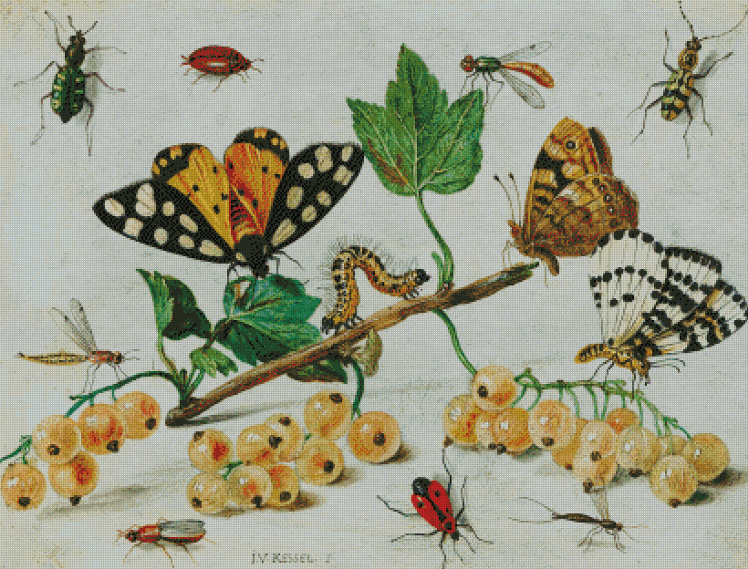 Insects and Fruit | I.V. Kessels